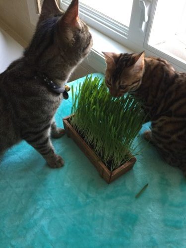 Trying out cat grass.